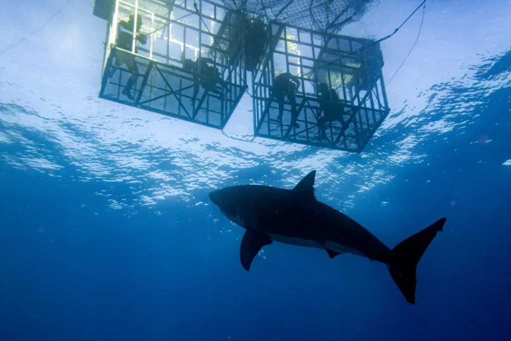 Great white shark swimming through deep blue open ocean water toward a protective dive cage