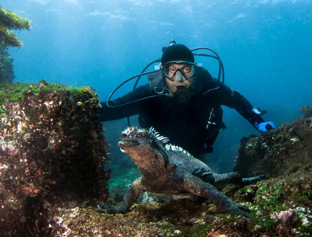Galapagos marine iguana feeding on submerged sea algae along a volcanic rocky underwater reef