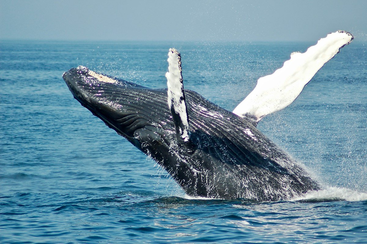 Orca killer whale diving downward through clear ocean water near a dive expedition boat