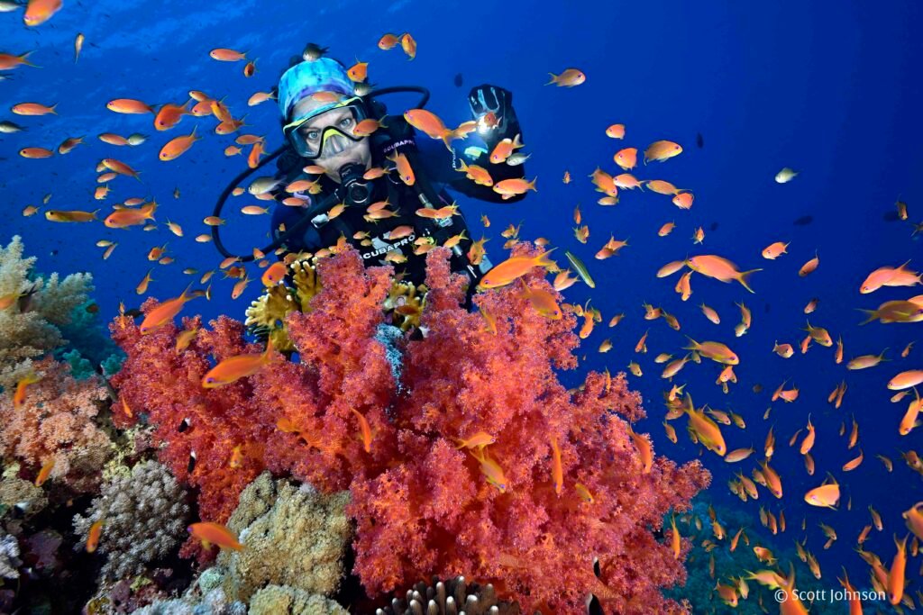 Scuba divers exploring colorful anthias fish swarming around soft coral pinnacles in the Egyptian Red Sea