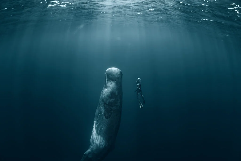 Freediver swimming alongside a large sperm whale in deep blue open ocean water without scuba gear