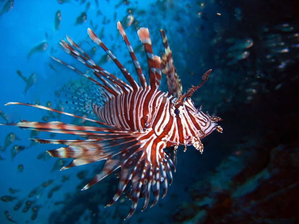 Invasive red lionfish swimming over a coral reef displaying spread pectoral fins and venomous spines