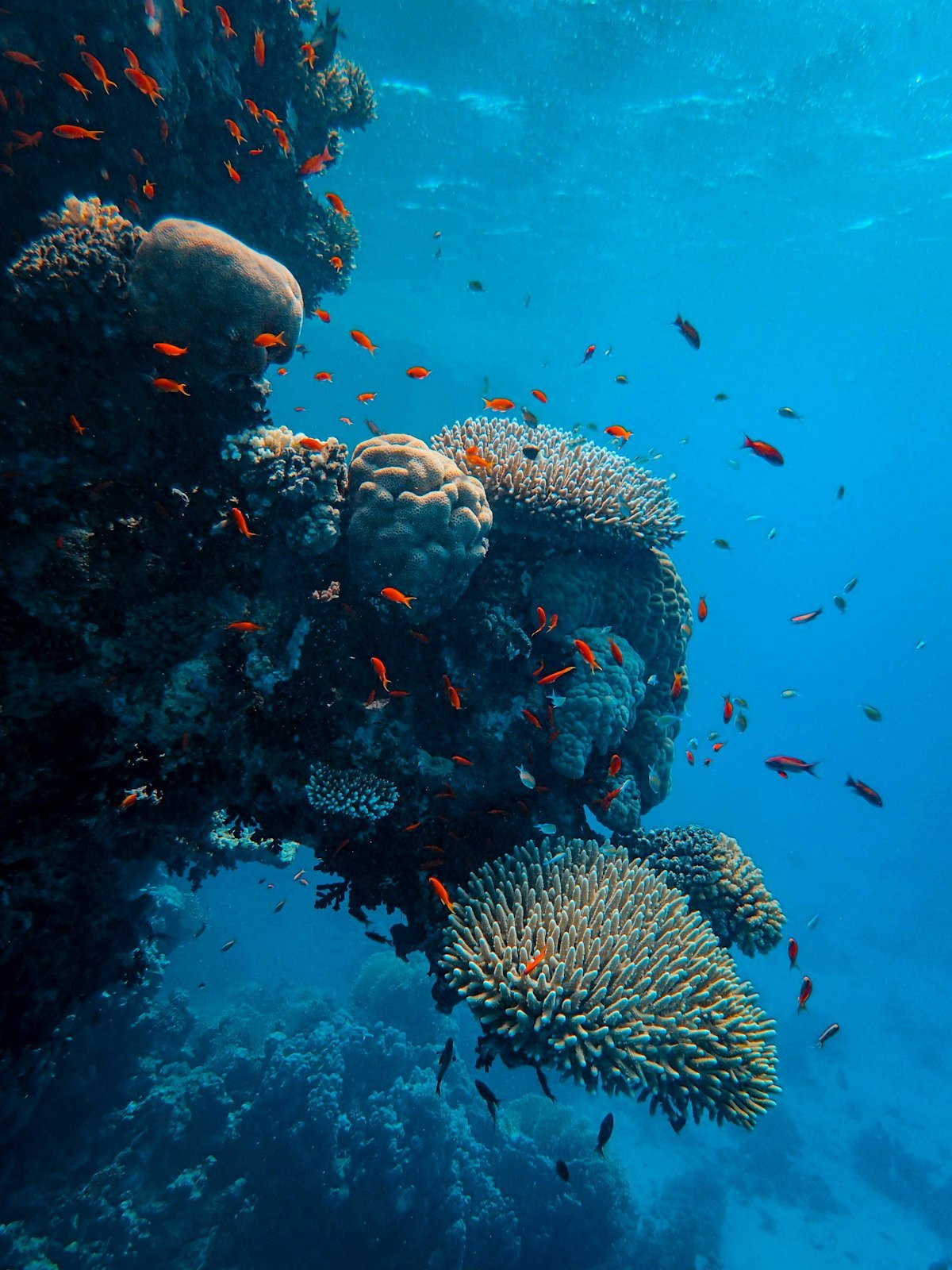 Safe SCUBA Diving in Egypt’s Red Sea