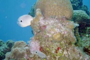 Scuba-Diving-Raleigh-Durham-4-eyed-butterfly