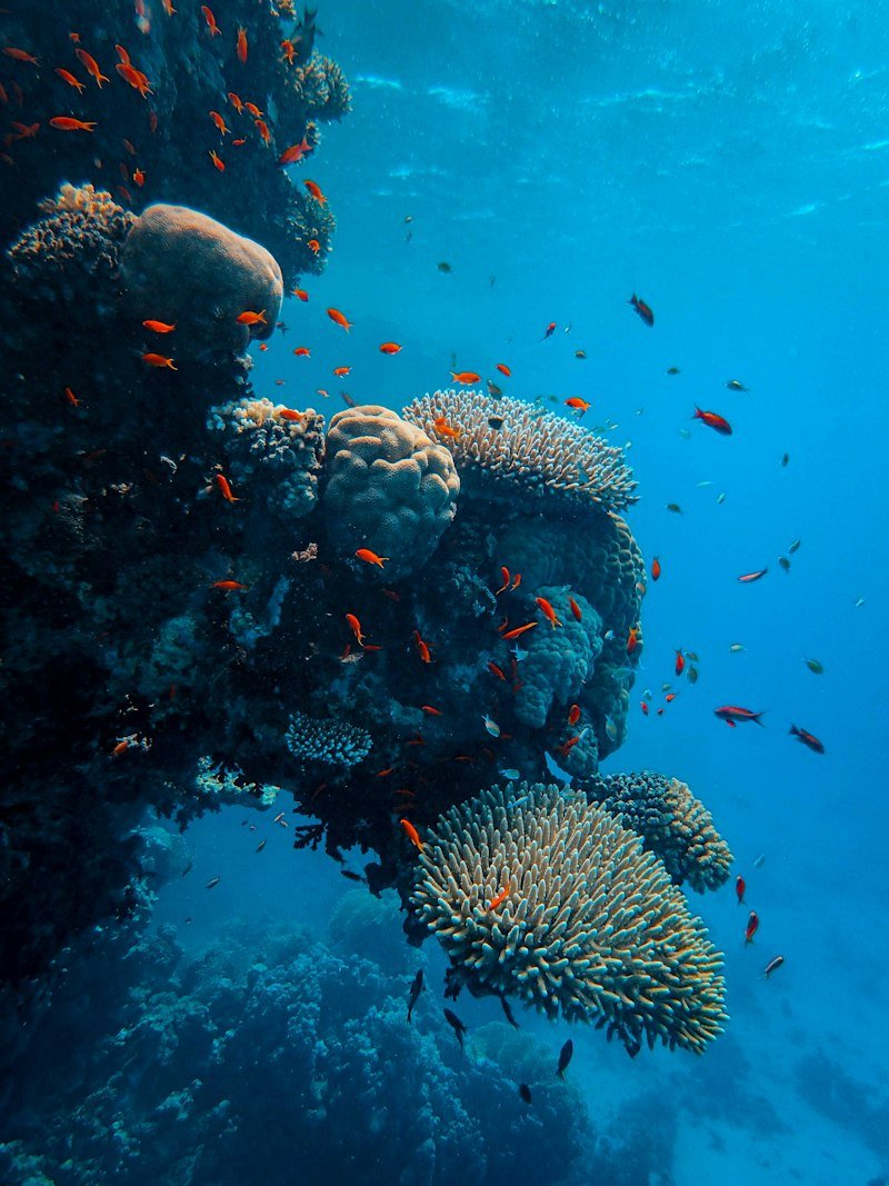 Scuba diver swimming with marine life and whale sharks at Georgia Aquarium Atlanta