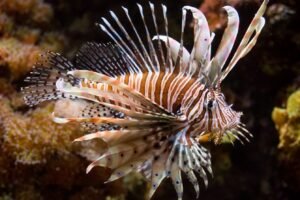 Red lionfish hovering motionless above a coral formation with decorative striped venomous spines