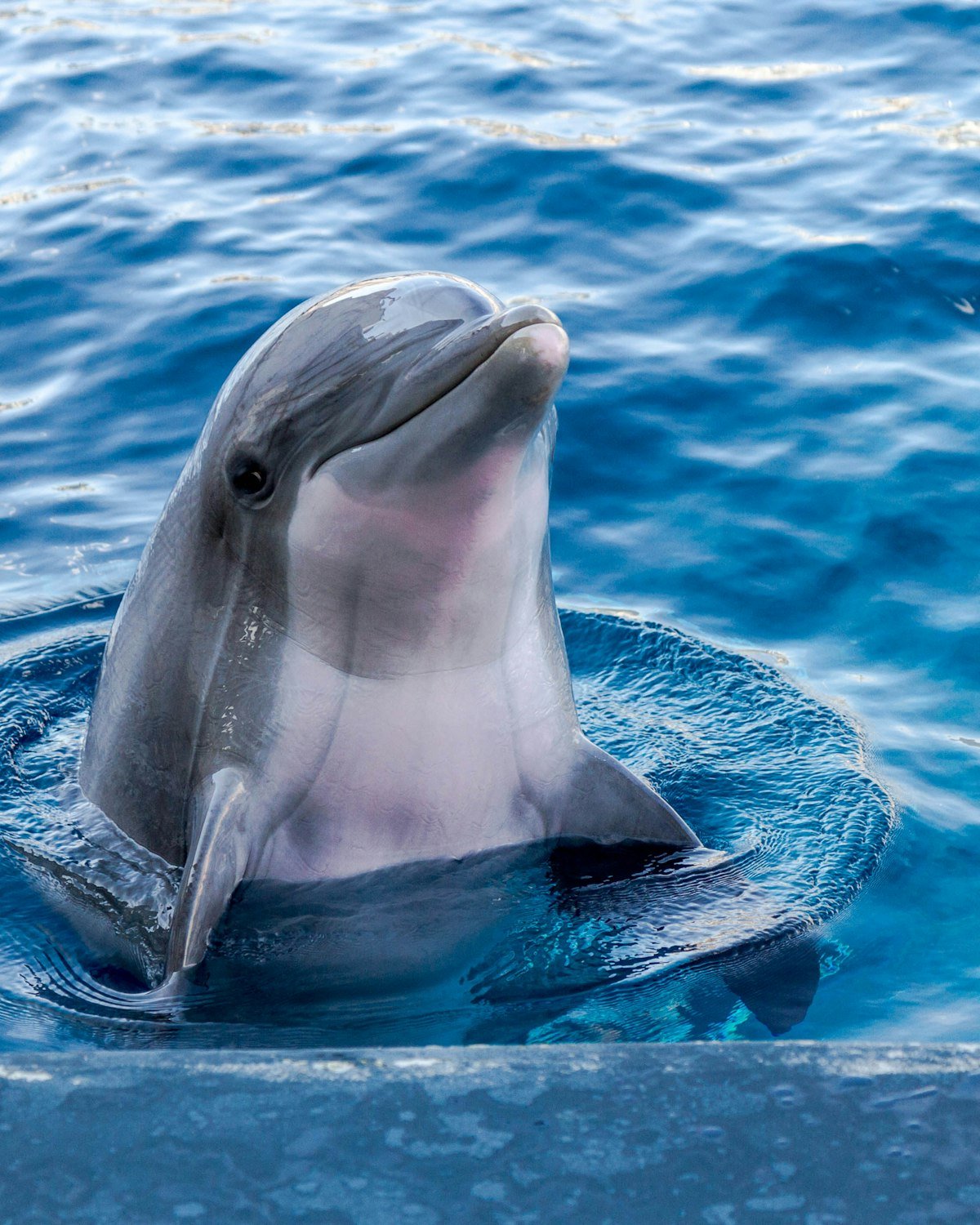 Wild bottlenose dolphins swimming gracefully together through sunlit shallow ocean water