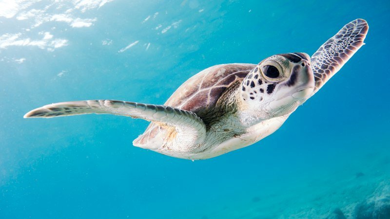 Sea turtle swimming gracefully along coral reef during Cozumel Mexico scuba diving excursion